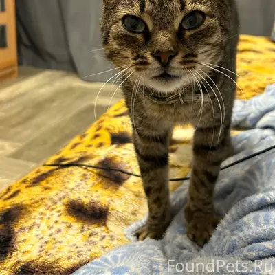 Пропал кот 29.01 в районе...