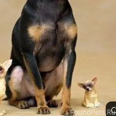 В Пинеровке бегает собака с ще...