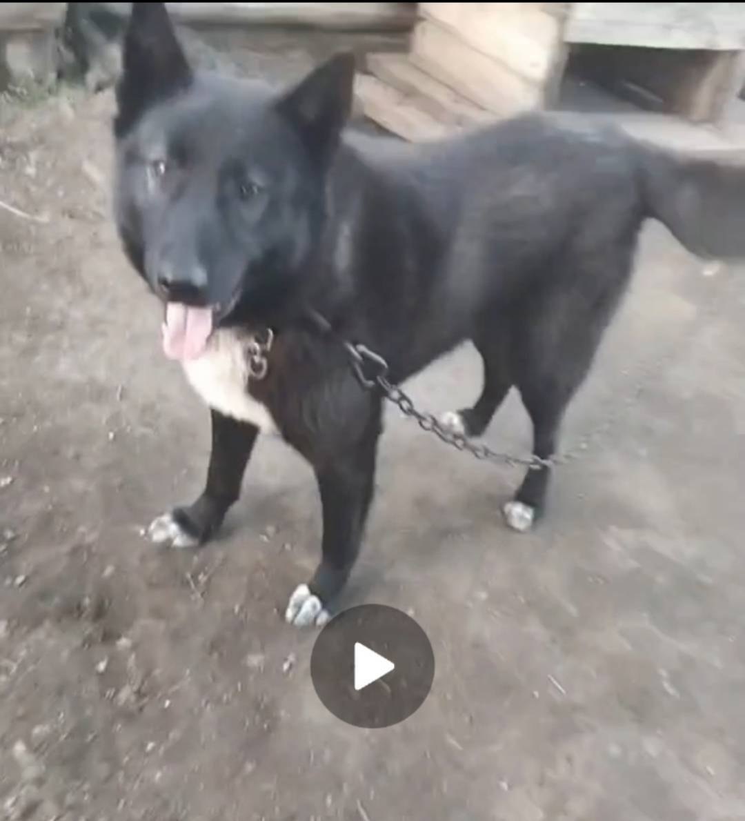 Пропала собака, убежала из сел...