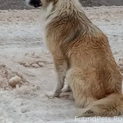Внимание ❗ Пропала собака по к...