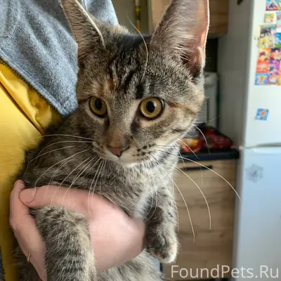 ❗❗❗❗❗НАЙДЕНА КОШКА❗❗❗ В доме с...