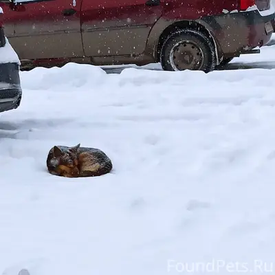 Несколько дней сидит в Вешняко...