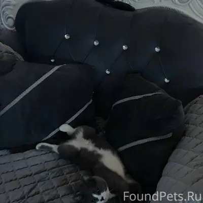 Пропала кошка,помогите пожалуй...