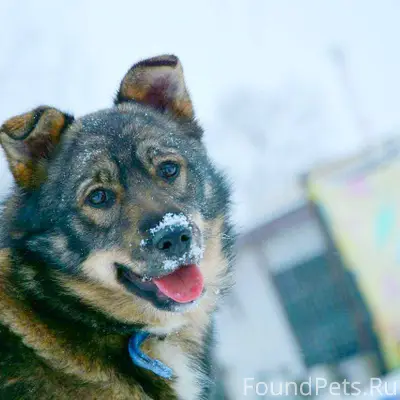️ЩЕНОК БОНЯ ИЩЕТ РОДИТЕЛЕЙ Най...