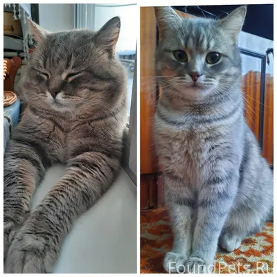 Пропал кот в районе улиц Дружб...