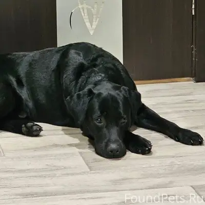 Найдена собака ! Черный лабрад...