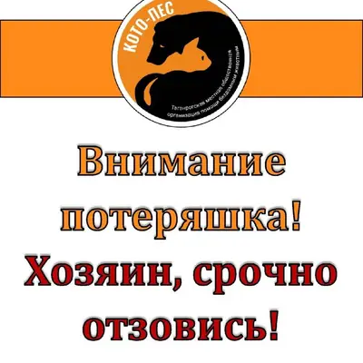 Найдена собака! Лабрадор. 8928...