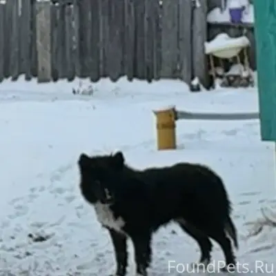 ❗️Пропала собака Актуш 2,5 год...