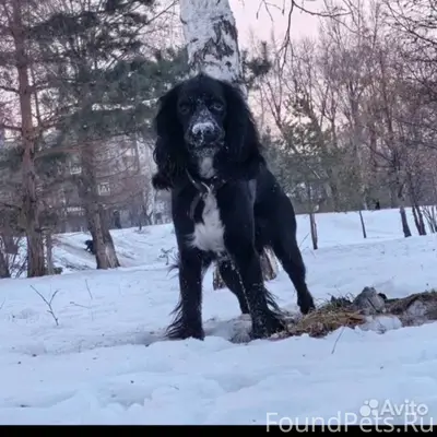 Потерялся в районе речпорта пе...