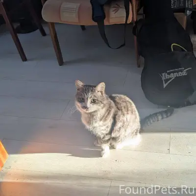 Пропал бело-серый котик на кузнецкой улице
