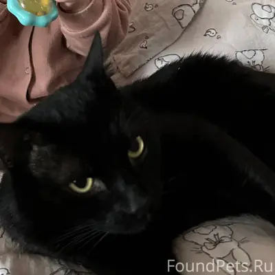 Пропал кот,черно коричневой ше...