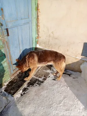 Найдена собака, кобель, пришёл...