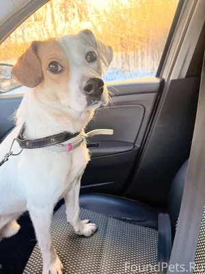 Помогите найти хозяев! В район...