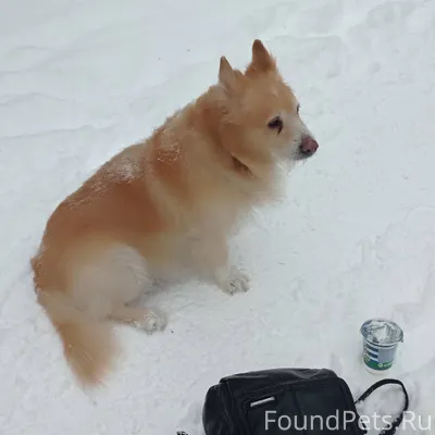 ВНИМАНИЕ, ТОЛЬЯТТИНЦЫ!!! НАЙДЕ...