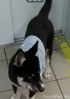 Кто потерял собаку, забежала в...