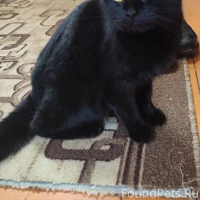 🆘🆘🆘НАЙДЕНА КОШЕЧКА 🆘🆘🆘 В СВЕТЛ...