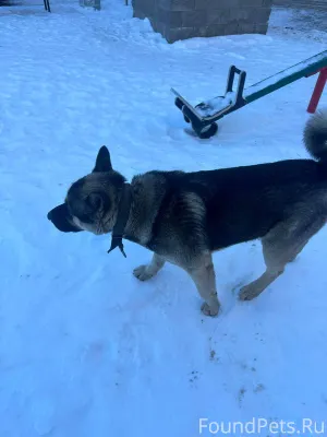 Красноармейская, 2, бегает соб...