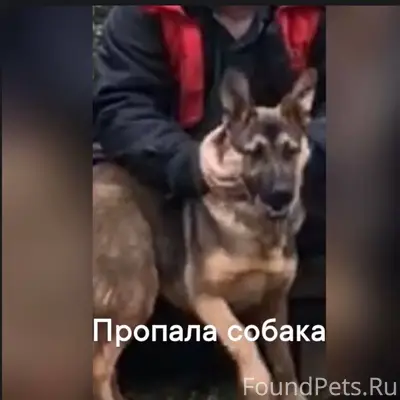 Пропала собака по кличке Граф....