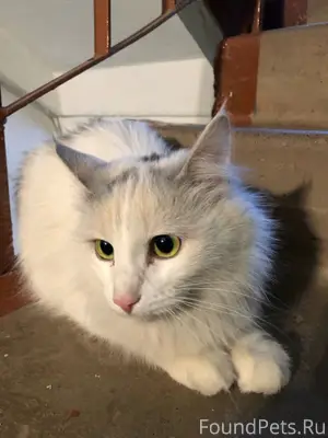 Найдена кошка, сидит в подъезд...