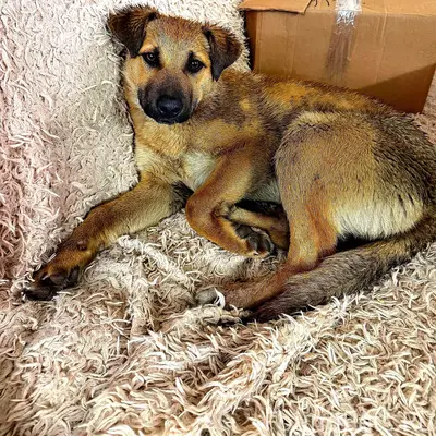 Умная и добрая собака недавно ...