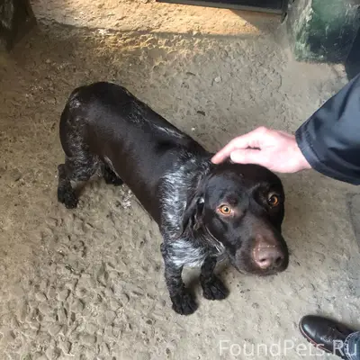 Найдена собака мальчик коричне...