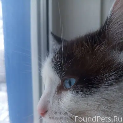 Пропал кот в районе Луначарско...
