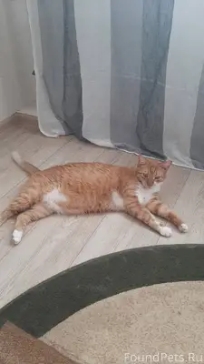 Пропал кот. Микрорайон "Пчелка...