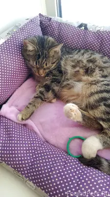 Найден кот вчера 2 февраля око...