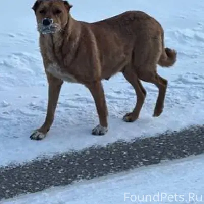 Собака в районе семеновских са...