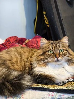 Здравствуйте, Пропала кошка, в...