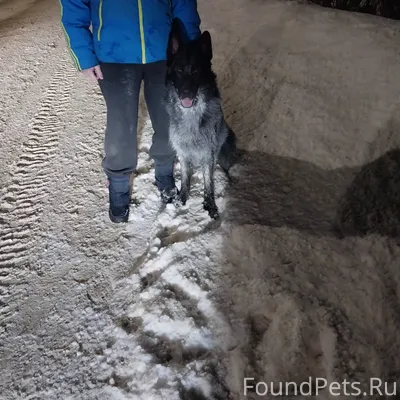 Кто потерял собаку овчарку ,ви...