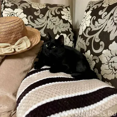 Пропал кот Борис. Комсомольска...