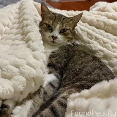 Пропала кошка в районе ул. Гаг...