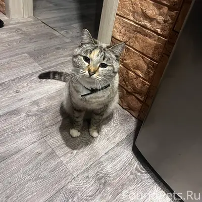 🆘Пропала кошка в районе улицы ...