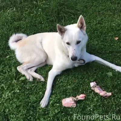 Пропала белая собака породы ла...