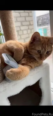 Пропал рыжий кот в районе Доро...