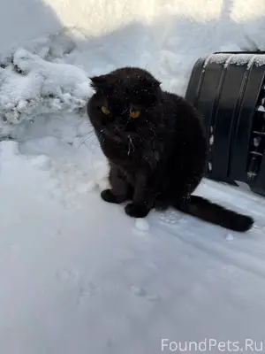 Найден кот/кошка. Приокский ра...