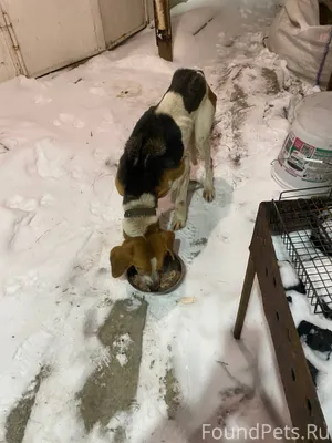 Найдена собака, гончая. Прибил...