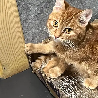 Пропал кот,в районе станции Мо...