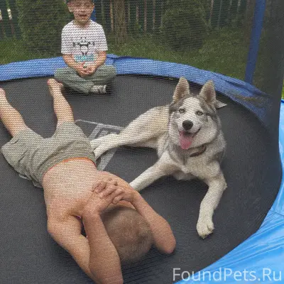 Друзья, убежала собака,хаски п...
