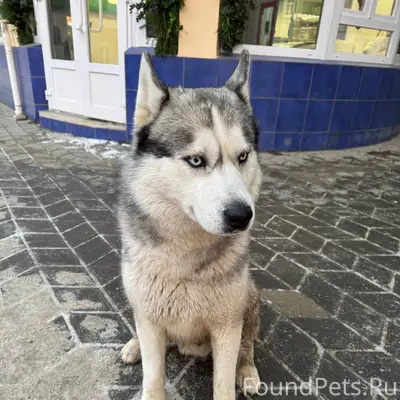 Найден кобель Хаски, рынок Бор...