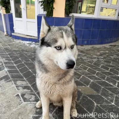 В Симферополе. Найден кобель Х...