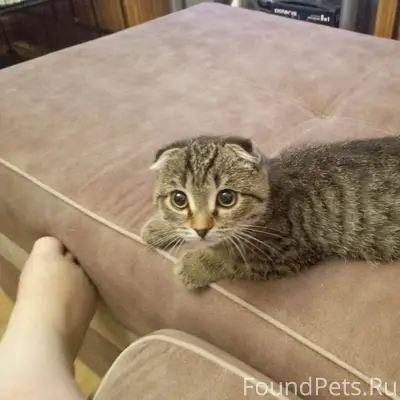 Найден котенок, вернем старым ...