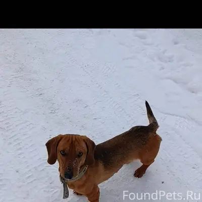 🆘🆘🆘Потерялся пес Центральный р...