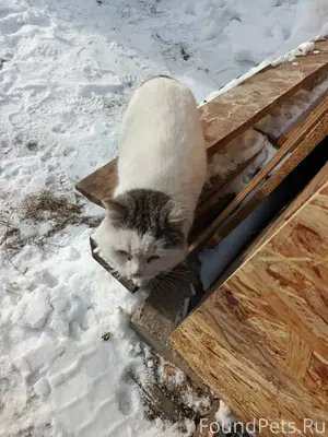 Здравствуйте! Прибился кот или...