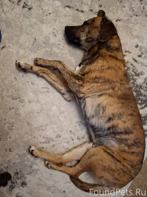 Найдена собака