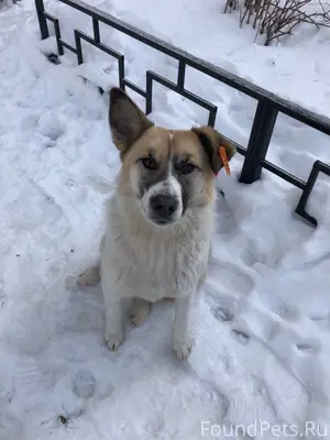 Боровое Срочно! 🚨 Потерялась с...