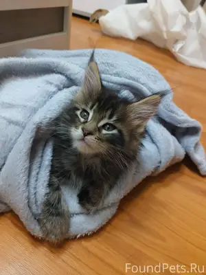 Пропал котенок мейн-кун по кли...