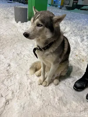 Чей хаски ? 🦮 Хозяин отзовись ...