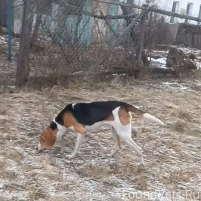 Здравствуйте, потерялась собак...